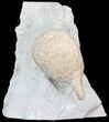 Cystoid (Holocystites) Fossil - Indiana #44603-1